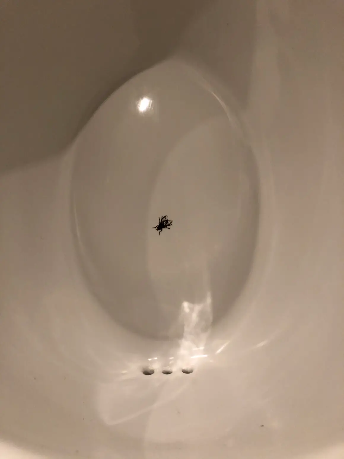 Nudge la spinta gentile e la mosca nel bagno
