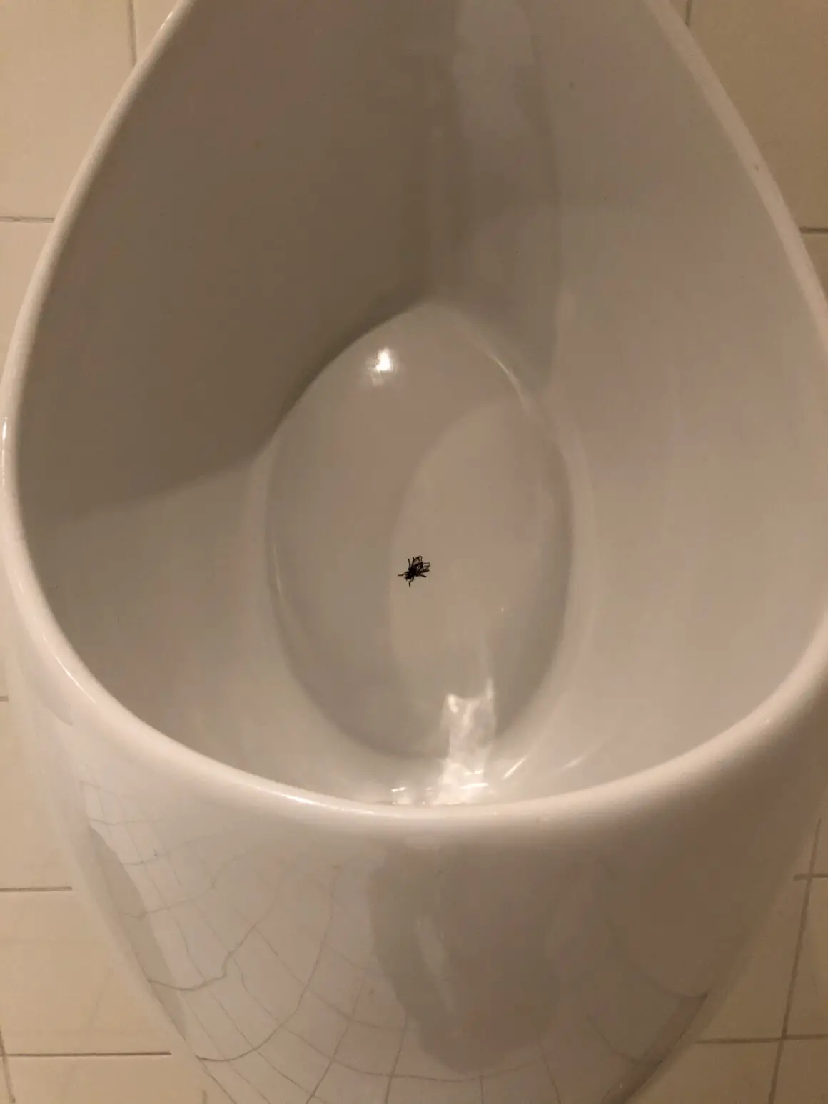 Nudge la spinta gentile e la mosca nel bagno 2